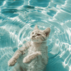 Katze im Wasser