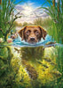 Hund fröhlich durchs Wasser