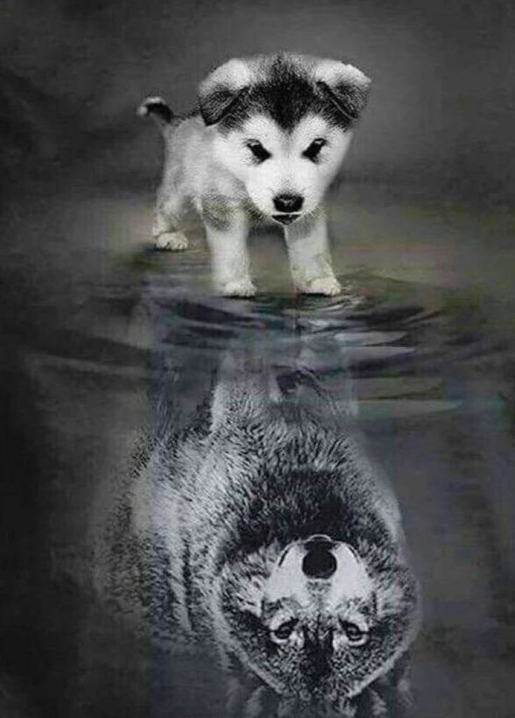 Hunde Wolf Spiegelung