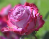 Wunderschöne rosa Rose