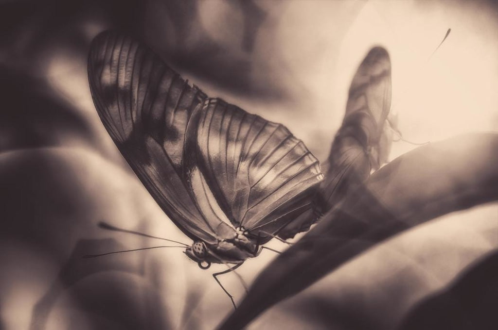 Schmetterling-Silhouette