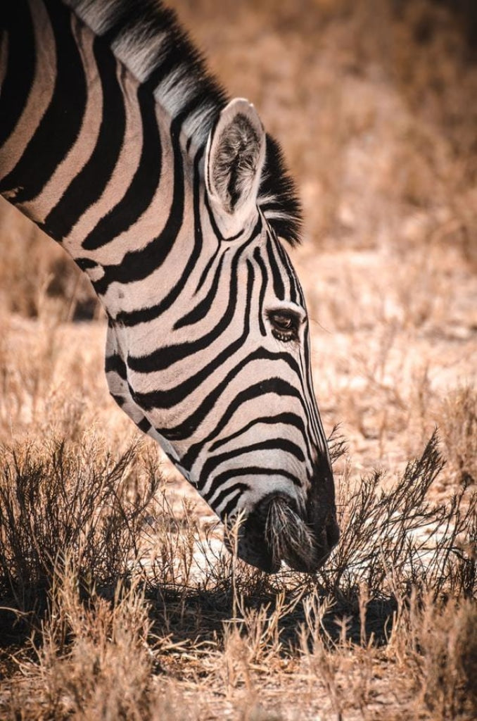 Zebra Savanne