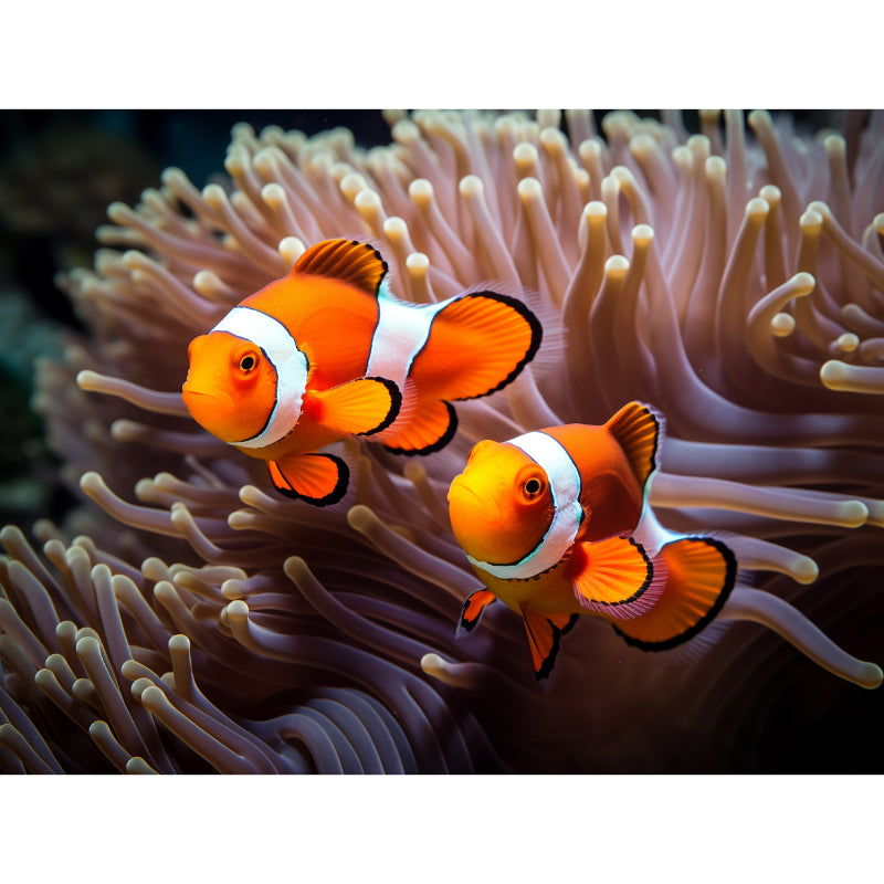 Clownfisch - Nemo