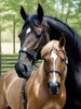 Schwarzes und braunes Pferd