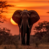 Elefant - Sonnenuntergang
