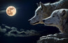 Füchse bei Vollmond