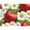 Laden Sie das Bild in den Galerie-Viewer, Gänseblümchen - Erdbeere - Myth Of Asia Deutschland