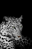 Laden Sie das Bild in den Galerie-Viewer, Leopard | Diamond Painting - Diamond Painting Welt Deutschland