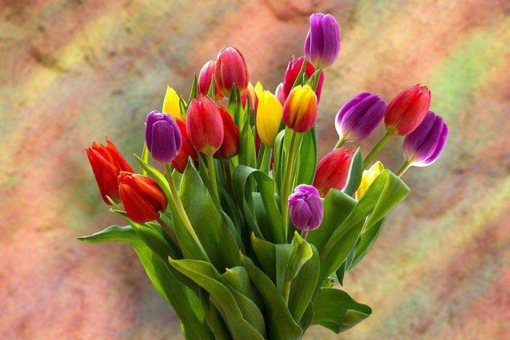Bunte Tulpen