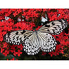Schmetterling - Diamond Painting Welt 