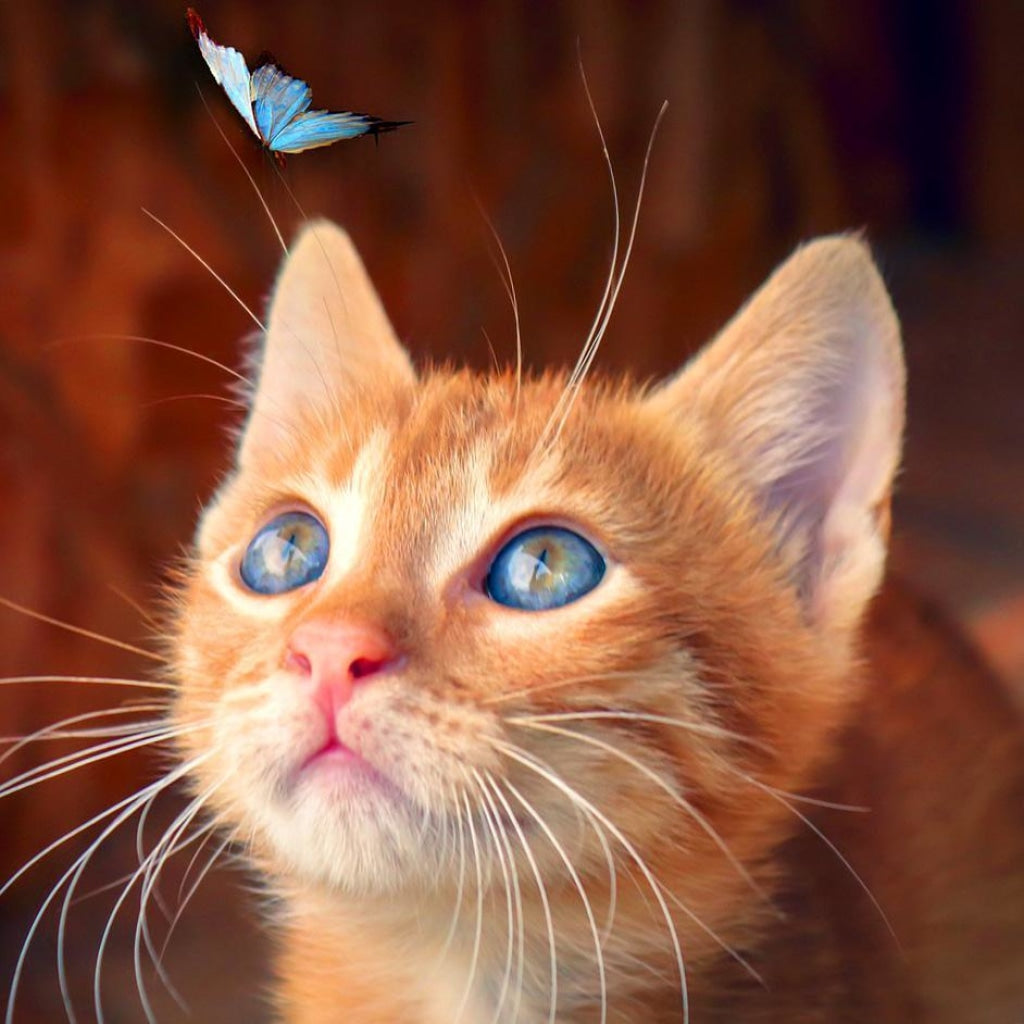 Das Kätzchen und der blaue Schmetterling