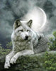 Der schöne Wolf bei Mondschein