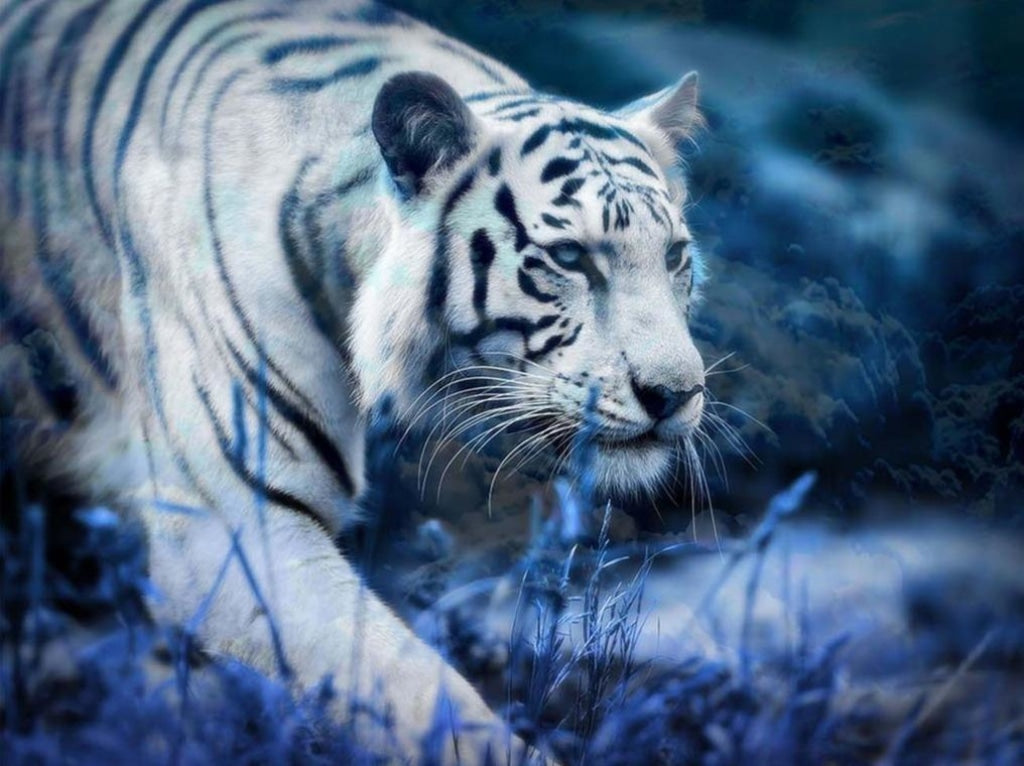 Der weiße Tiger in Bewegung