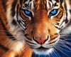 Tiger blaue Augen