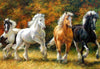 Die schönen farbigen Pferde