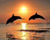 Delfine bei Sonnenuntergang
