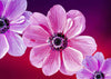 Drei Blumen