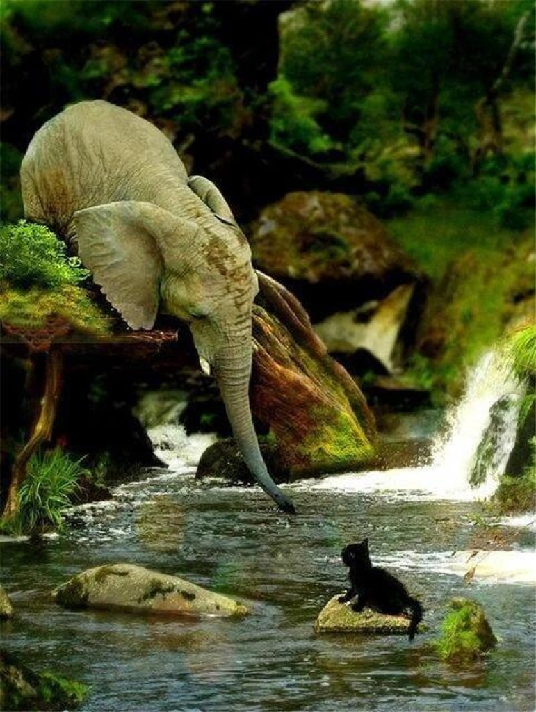 Elefant Rot Schwarze Katze