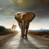 Laden Sie das Bild in den Galerie-Viewer, Elefant auf der Straße