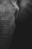 Laden Sie das Bild in den Galerie-Viewer, Elefanten Portrait in Schwarz Weiß