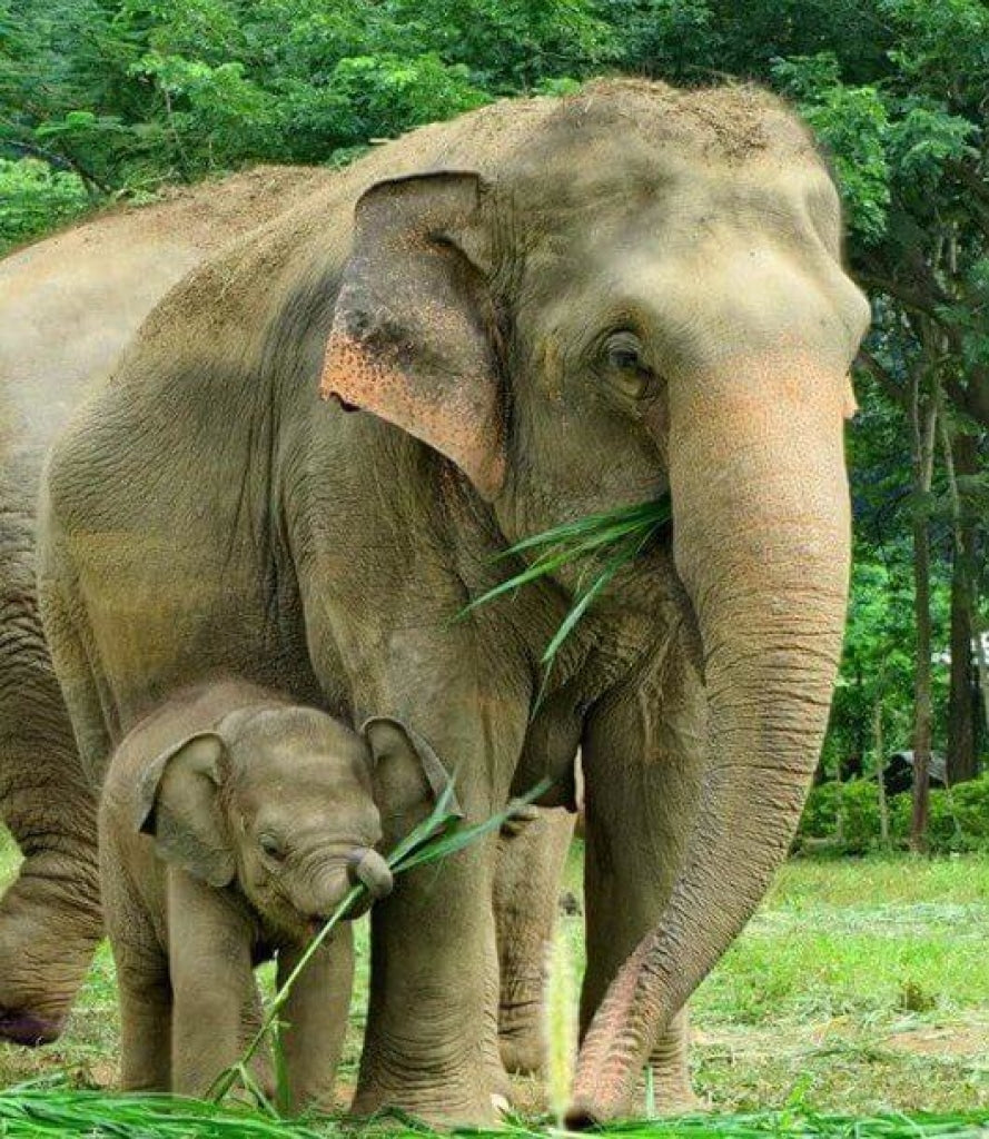 Elefantenmutter mit ihrem Kleinen
