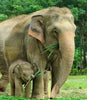 Elefantenmutter mit ihrem Kleinen