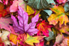 Farben des Herbstes