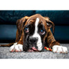 Boxer - Diamond Painting Welt 
