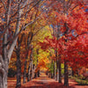 Laden Sie das Bild in den Galerie-Viewer, Herbstliche Bäume