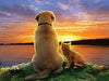 Hund und Katze bei Sonnenuntergang