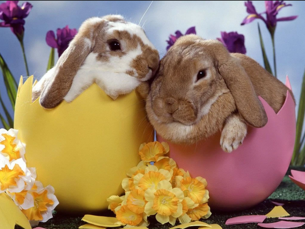 Kaninchen in Eiern