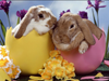 Laden Sie das Bild in den Galerie-Viewer, Kaninchen in Eiern