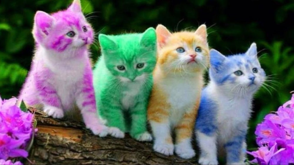 Farbige Kätzchen