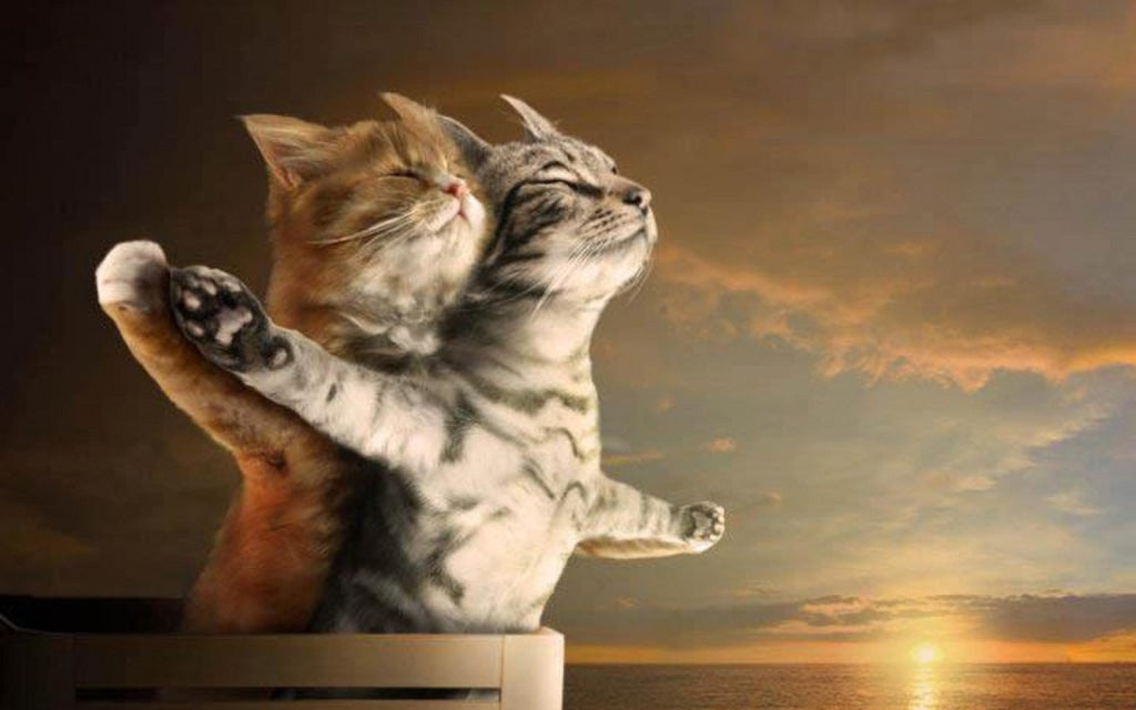 Katzen Titanic