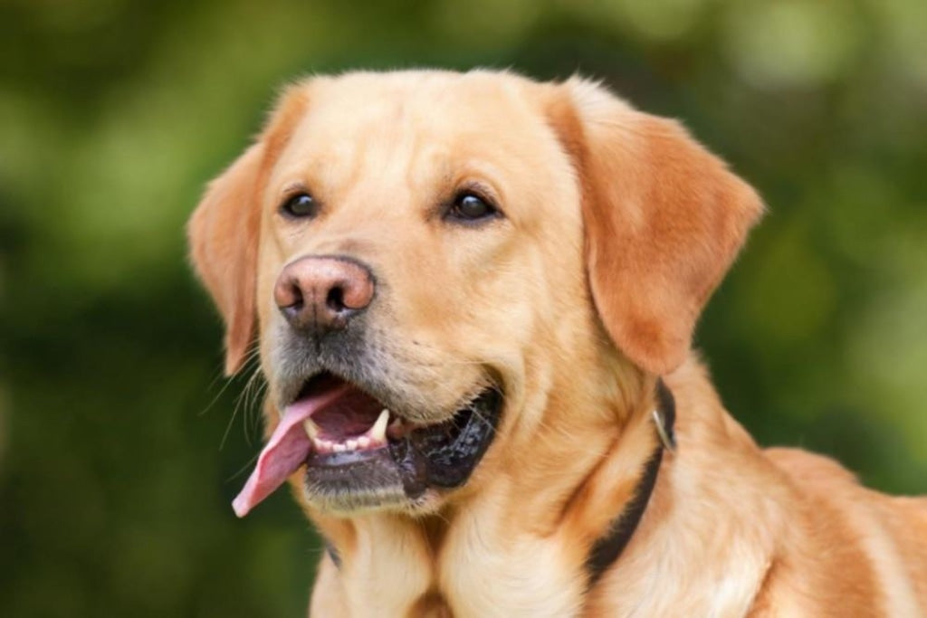 Labrador