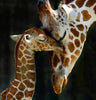 Mama Giraffe mit ihrem Baby