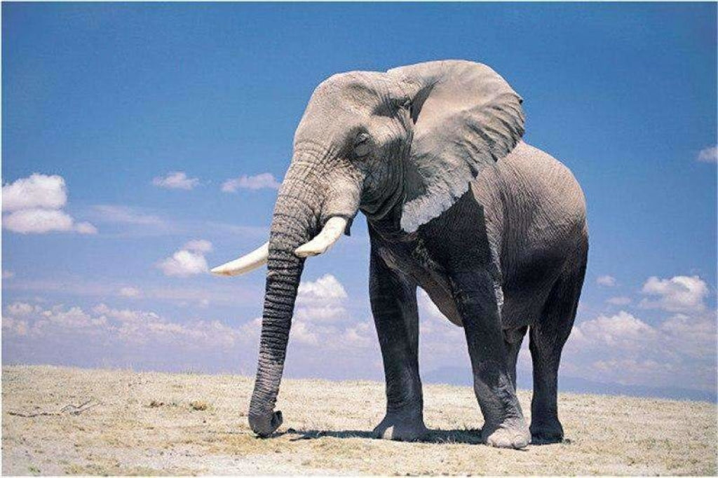 Elefant in der Wüste