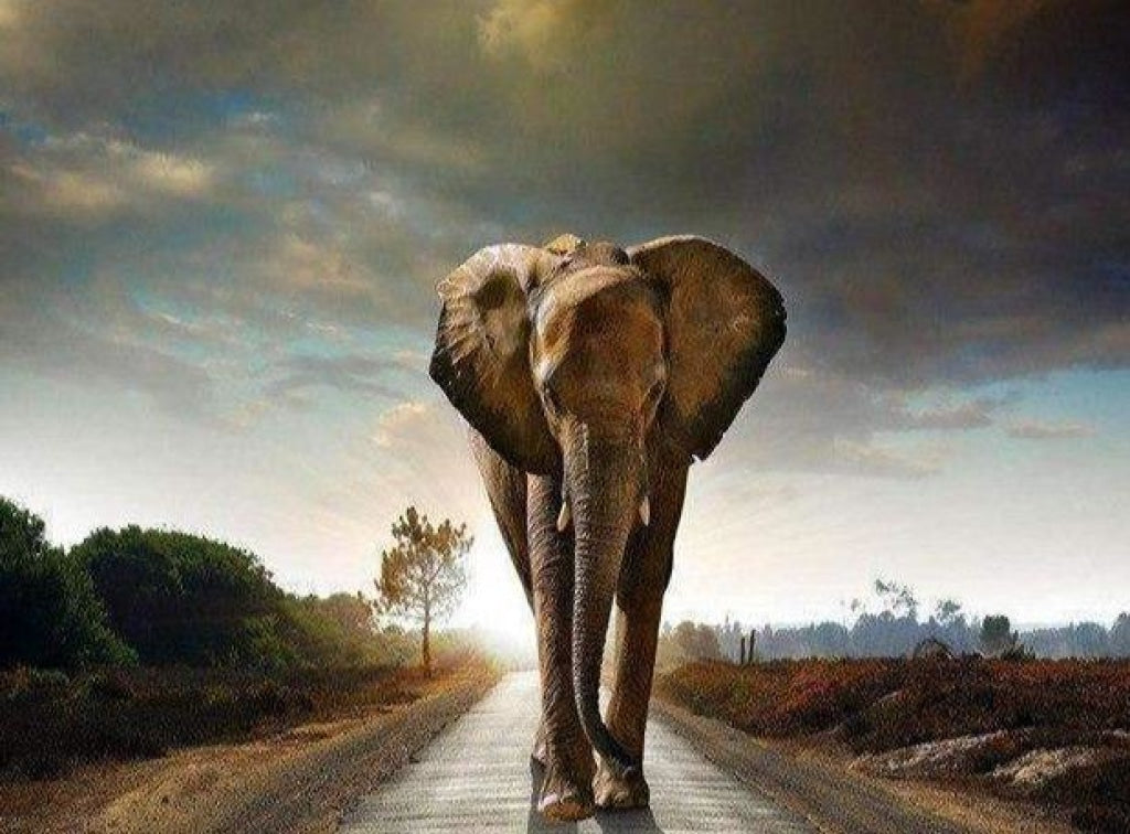 Elefant auf der Straße