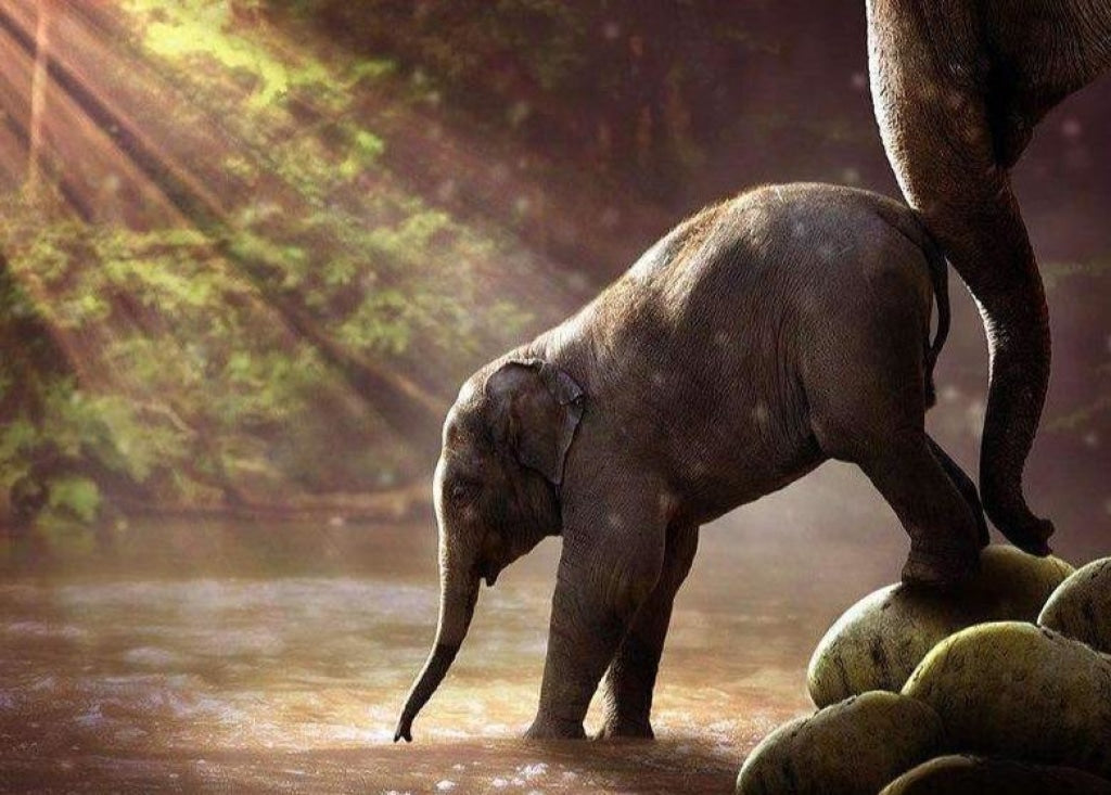 Elefant im Wasser