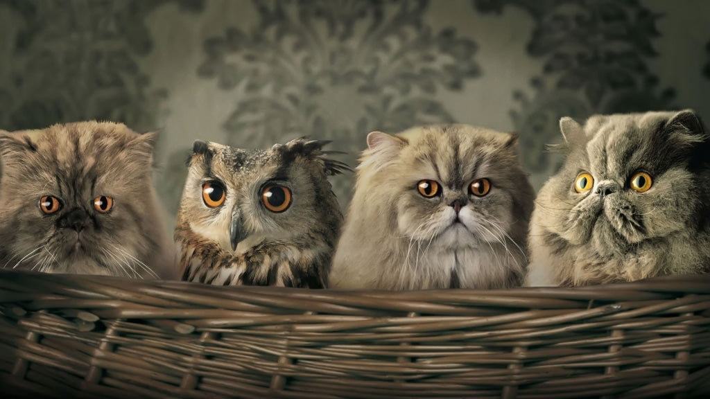Eule und Katzen