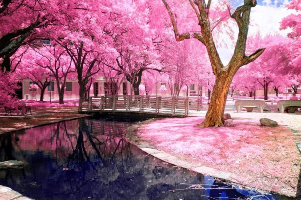 Park rosa blühen