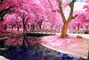 Park rosa blühen