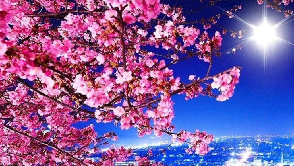 Sakuraboom