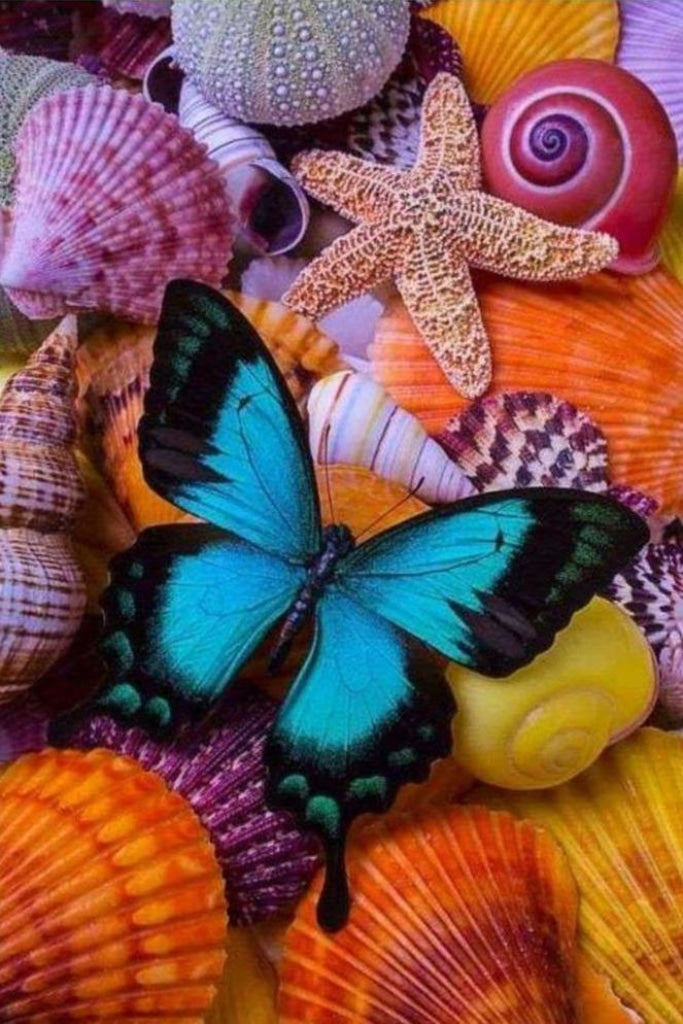 Schmetterling und Muscheln