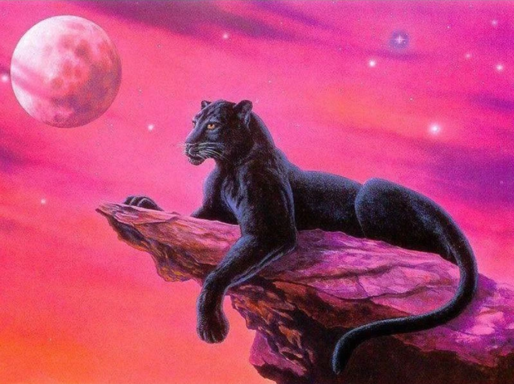 Schwarzer Panther auf einem Felsen