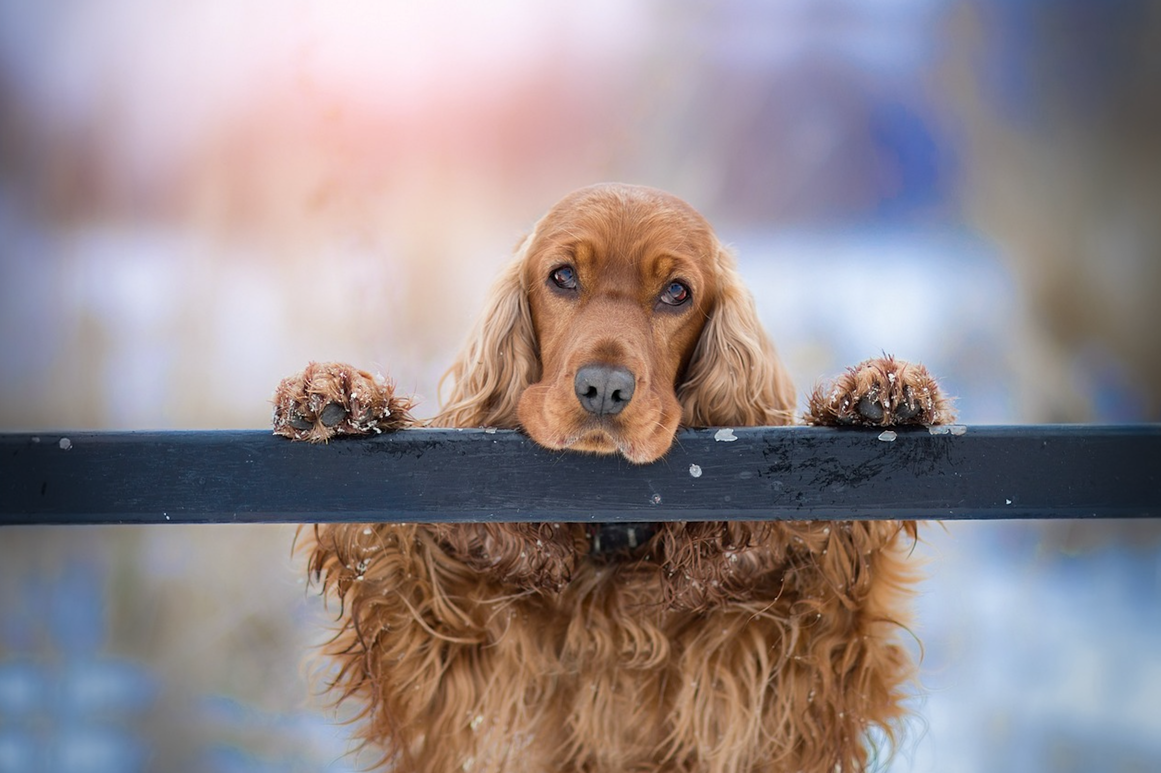 Cocker Spaniel