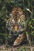 Tiger im hohen Gras