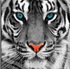 Laden Sie das Bild in den Galerie-Viewer, Tiger blaue Augen