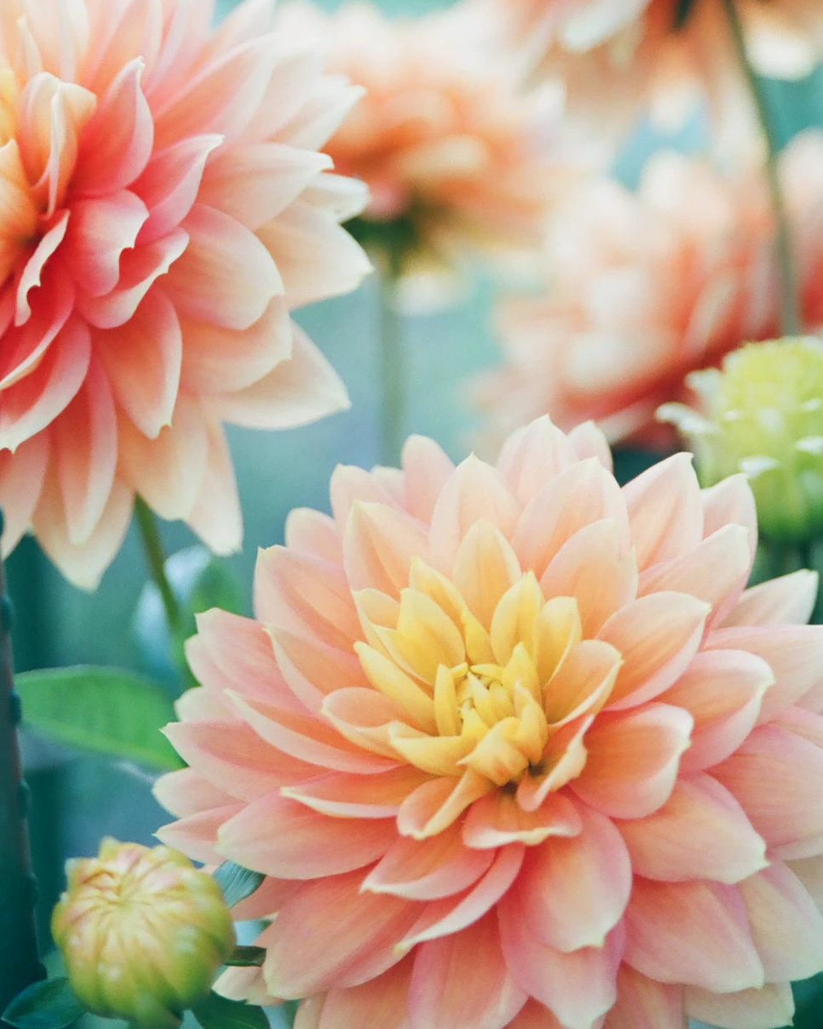 Dahlien im Frühling
