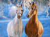 Weißes und braunes Pferd Winter